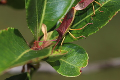 Gonocerus insidiator