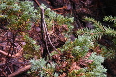 Herpotrichia juniperi