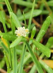 Blutaparon vermiculare