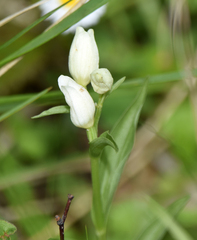 Cephalanthera damasonium
