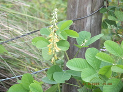 Crotalaria pallida