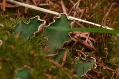 Peltigera membranacea