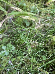 Equisetum scirpoides