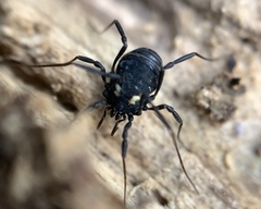 Nemastoma bimaculatum