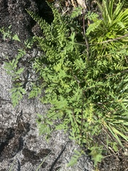 Bidens bipinnata