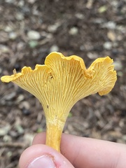 Cantharellus