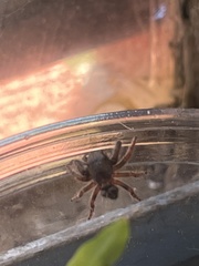 Phidippus