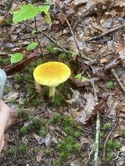 Amanita flavoconia