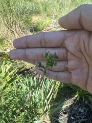 Bidens bipinnata