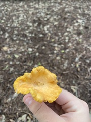 Cantharellus