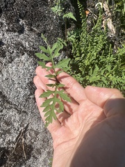 Bidens bipinnata