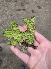 Lobaria