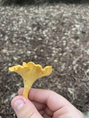 Cantharellus