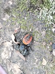 Phidippus insignarius