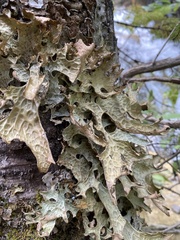 Lobaria