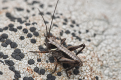 Tettigoniinae