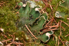 Peltigera membranacea