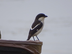 Lanius collaris collaris