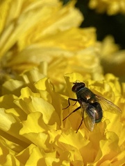Lucilia