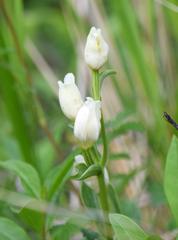 Cephalanthera damasonium
