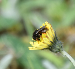 Osmia bicolor