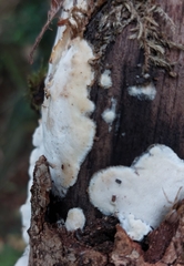 Byssomerulius corium