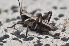 Tettigoniinae