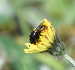 Osmia bicolor