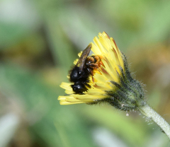 Osmia bicolor