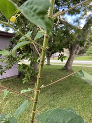 Desmodium