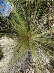 Bulbostylis capillaris