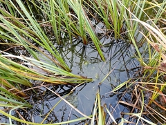 Carex