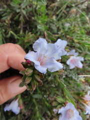 Lobostemon glaucophyllus