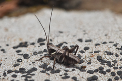 Tettigoniinae