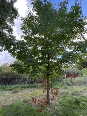 Acer platanoides