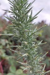 Ulex europaeus