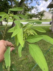 Desmodium