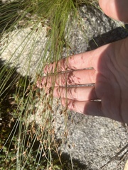 Bulbostylis capillaris