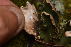 Peltigera membranacea