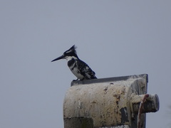Ceryle rudis rudis