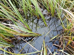 Carex