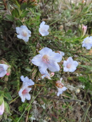 Lobostemon glaucophyllus