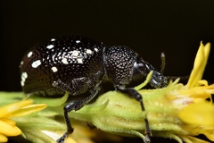 Otiorhynchus gemmatus