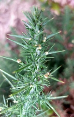 Ulex europaeus