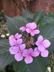Hydrangea macrophylla