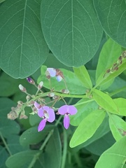 Desmodium ciliare