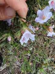 Lobostemon glaucophyllus