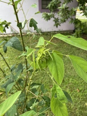 Desmodium