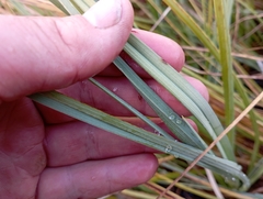Carex