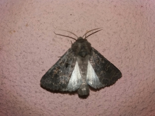 mora metlicová (Tholera cespitis)